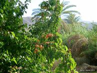 Fruiters a Le Jardin de Tamnougalte